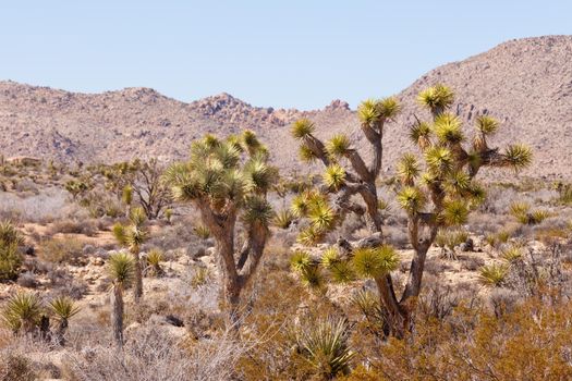 Palm Tree Yuccas or Joshua Trees, Yucca brevifolia, in Joshua Tree National Park, California, USA