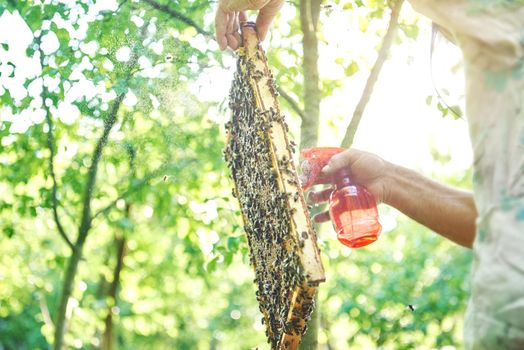 Low angle shot of a senior beekeeper spraying honeycomb working in his apiary in the garden natural organic producing harvest honey apiculture concept.