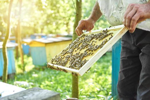 Cropped shot of a professional beekeeper harvesting honey working with bees spraying honeycomb copyspace.