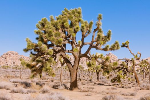 Beautiful old Palm Tree Yucca or Joshua Tree, Yucca brevifolia, in Joshua Tree National Park, California, USA