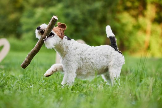 Shot of a cute happy dog playing with a stick in the park. Wire fox terrier running in the grass animals pets fun happiness active lifestyle nature concept.
