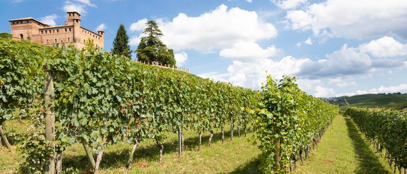 Vineyard in Piedmont Region, Italy, with Grinzane Cavour castle in the background. The Langhe is the wine district of Barolo wine.