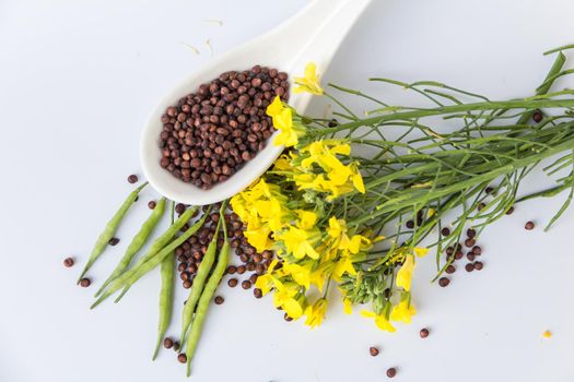 Canola seeds and yellow flowers on white background