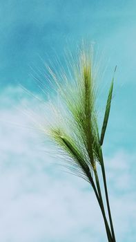 Steppe grass grass on the background of blue sky and white clouds.