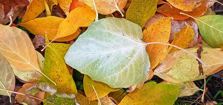 Colorful seasonal autumn background pattern, Vibrant carpet of fallen forest leaves. Autumn beauty of nature. Autumn background with multicolored leaves. 