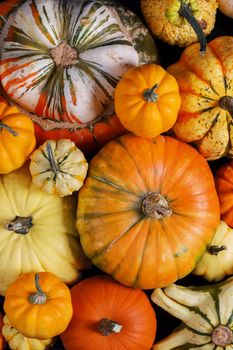 Many various colorful pumpkins background, Halloween or Thanksgiving day concept