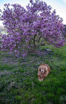 Golden Retriever dog rests under a blooming magnolia tree in green grass back yard. Gorgeous pink purple magenta magnolia blossoms on swooping branches in a sunny nature setting with green bokeh background and selective focus for copy space. Beautiful feminine image of delicate flower petals, no people shot in natural light. Pretty background.