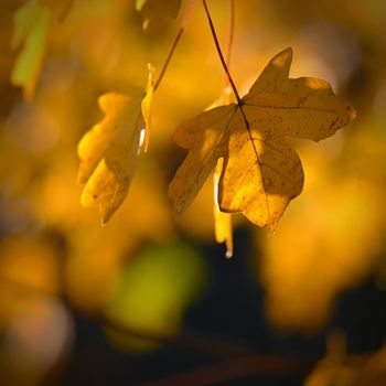 Autumn background. Beautiful colorful leaves in nature with the sun. Seasonal concept outdoors in autumn park.