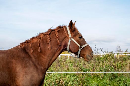 Close-up of the head of a brown horse standing in a paddock in a meadow with green grass. The horse's mane is braided. Selective focus.