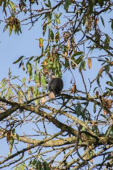 Turtledove on the branches of trees under a blue sky