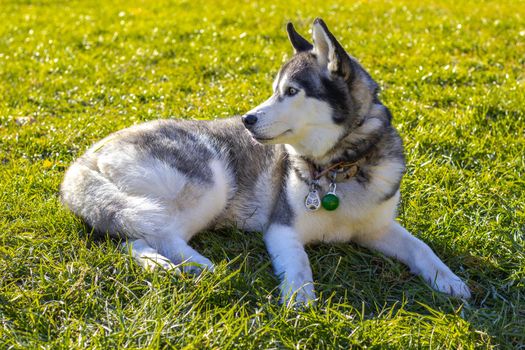 Cute Siberian husky lying in the garden. Sunny weather. High quality photo