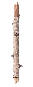 Trunk or branch of a birch isolated on a white background