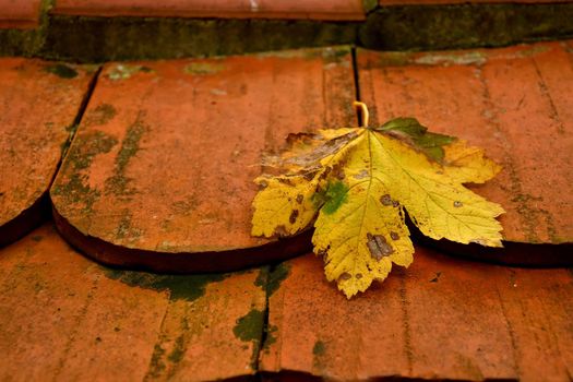 autumnal colored maple leaf on a roof