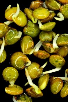 lentil sprouts, closeup of the germs