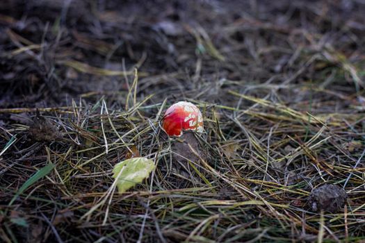 Little fly agaric - dangerous poisonous mushroom in the forest. High quality photo