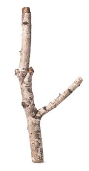 Trunk or branch of a birch isolated on a white background
