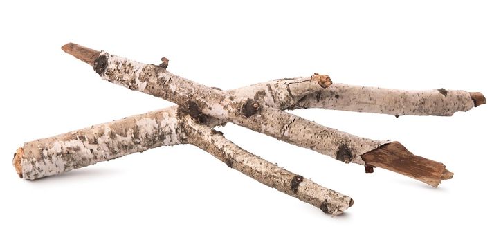 Trunks of a birch isolated on a white background