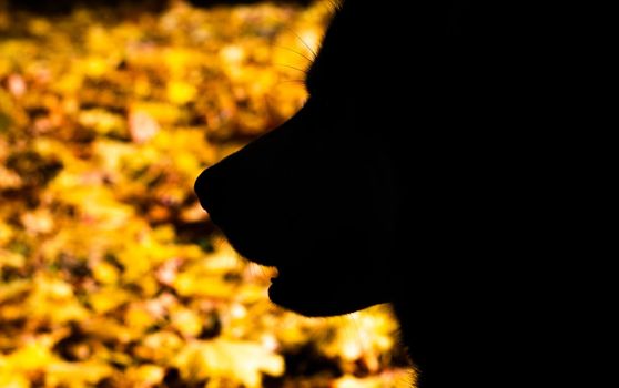 Silhouettes of a dog on a bright yellow background of autumn leaves. High quality photo