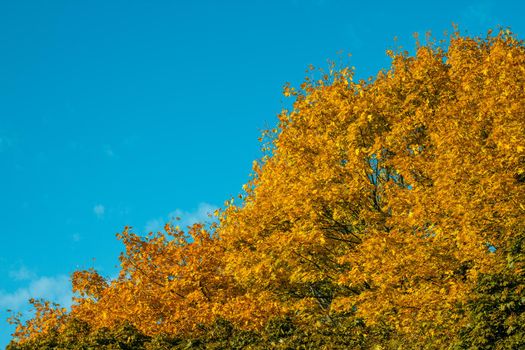 Autumn yellow tops of trees against the sky. High quality photo