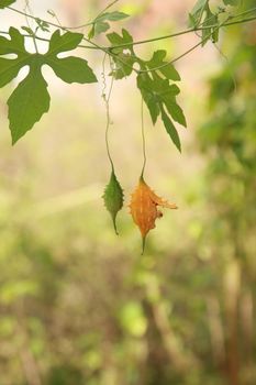 conde, bahia, brazil - october 8, 2021: Melao de Sao Caetano fruit - Momordica macrophylla - is seen in a rural area in the town of Conde.