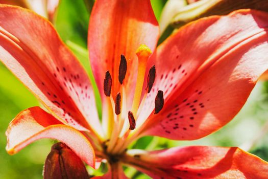 Flower Tiger lily close up. The vibrant and bold color of the tiger lily blossoms.
