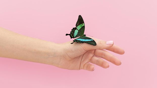 close up view butterfly sitting hand. Resolution and high quality beautiful photo