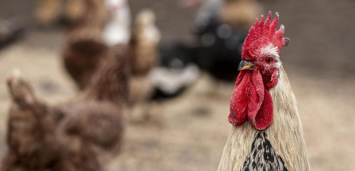 close up rooster blurred chickens. Resolution and high quality beautiful photo