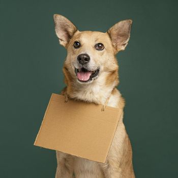 cute smiley dog holding empty banner. Resolution and high quality beautiful photo