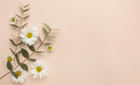 Copy space blooming flowers Picture on pik. Resolution and high quality beautiful photo