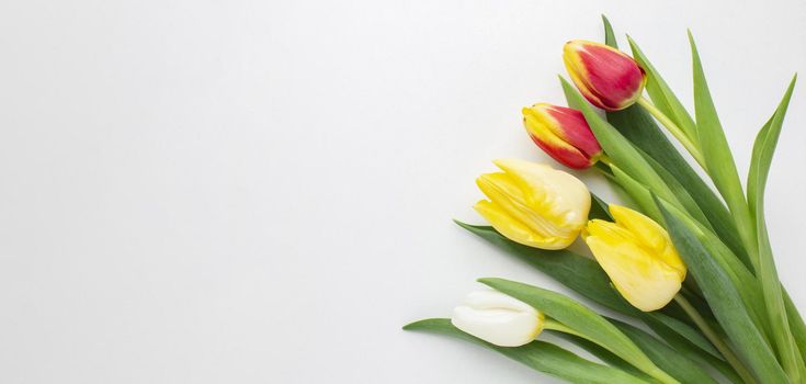 copy space tulips flowers. Resolution and high quality beautiful photo