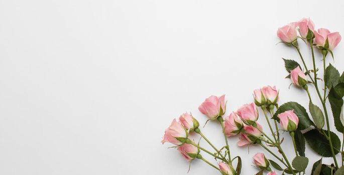 copy space roses. Resolution and high quality beautiful photo