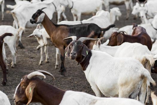 close up farm with goats. Resolution and high quality beautiful photo