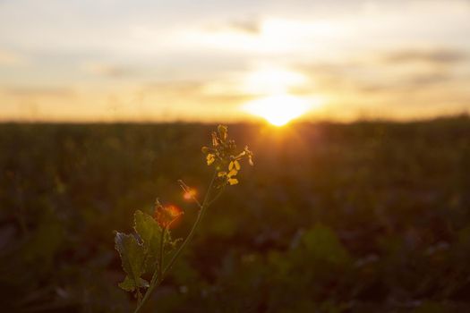 beautiful view morning light. Resolution and high quality beautiful photo
