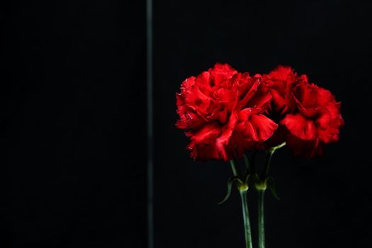 close up red carnation flower reflection glass. Resolution and high quality beautiful photo