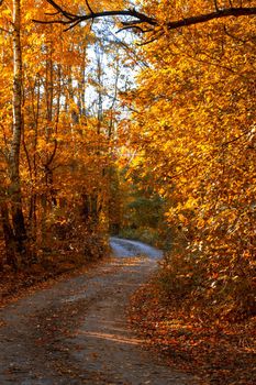 Beautiful autumn landscape with fallen dry yellow leaves, road through the forest and yellow trees. High quality photo