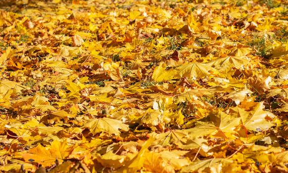 Autumn park, fallen maple leaves, on green grass. Sun rays. The last warm days. High quality photo