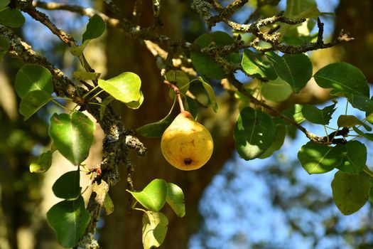 cider tree with ripe pears