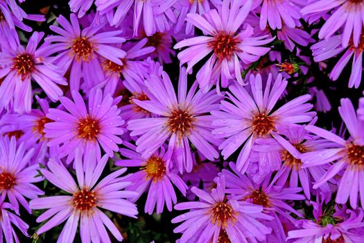 Aster flowers in a full format