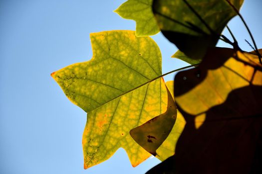 autumnal colored leaf of a tulip tree in backlit