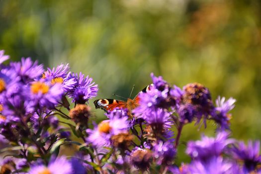 Red admiral, butterfly on aster flower