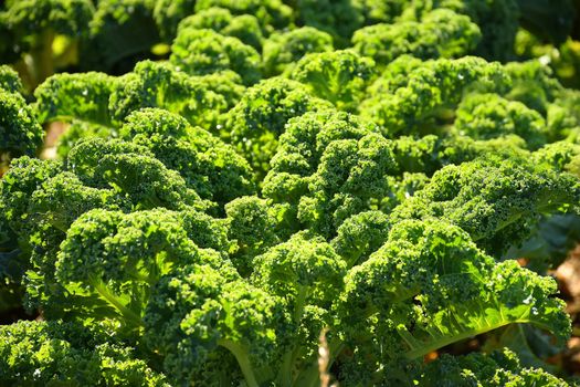 green kale in cultivation in autumn