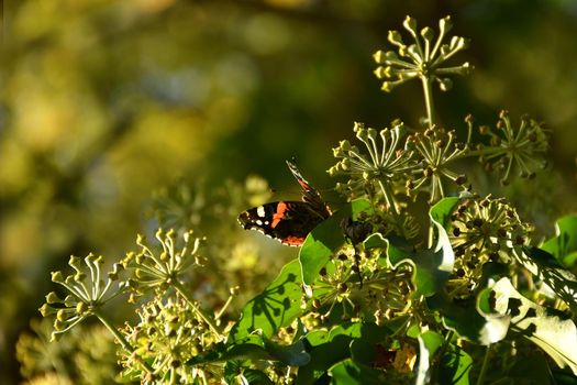 Red admiral, German butterfly on ivy flower