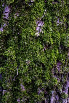 The texture of a tree overgrown with moss. High quality photo