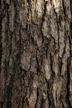 The bark of a large old tree in the forest. High quality photo