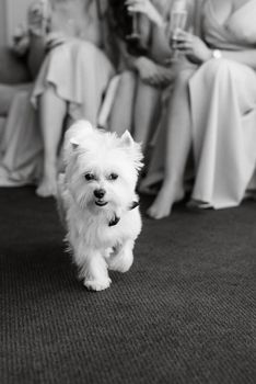 white terrier next to a man