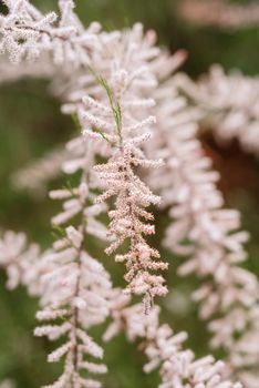 elegant wedding decorations made of natural flowers and green elements