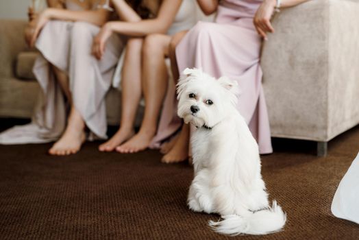 white terrier next to a man