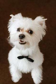 white terrier next to a man