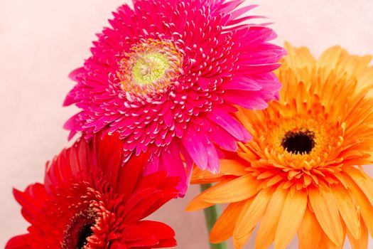 bouquet of bright flowers of chrysanthemums on a light background