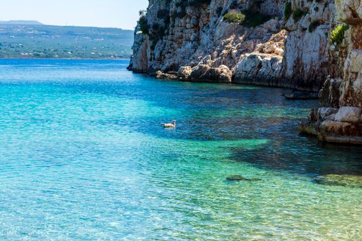 Gull swimming in the clear blue waters of Proti Island, near Marathopoli, Messinia at Peloponnese. The name of the island derives from the ancient sea god Proteus, son of Poseidon.